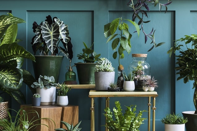 astuces décoration pour plantes