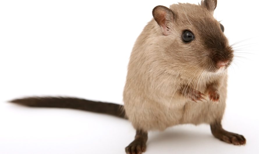Quelles sont les raisons de la présence de rats et souris à la maison ?